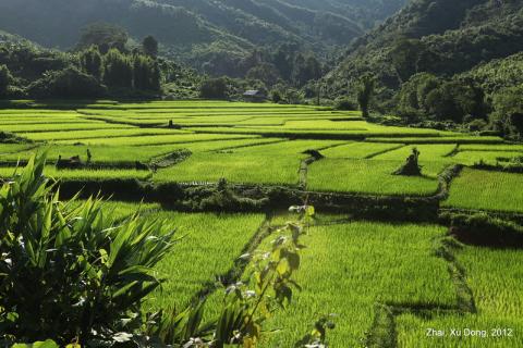 Sticky Rice Farm, Laos by Xudong Zhai