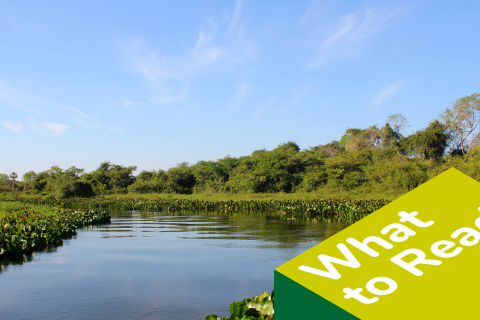Riviere Salobra et Jacinthes Eichhornia Crassipes, Pantanal, Brazil, photo by dany13, CC BY 2.0 license